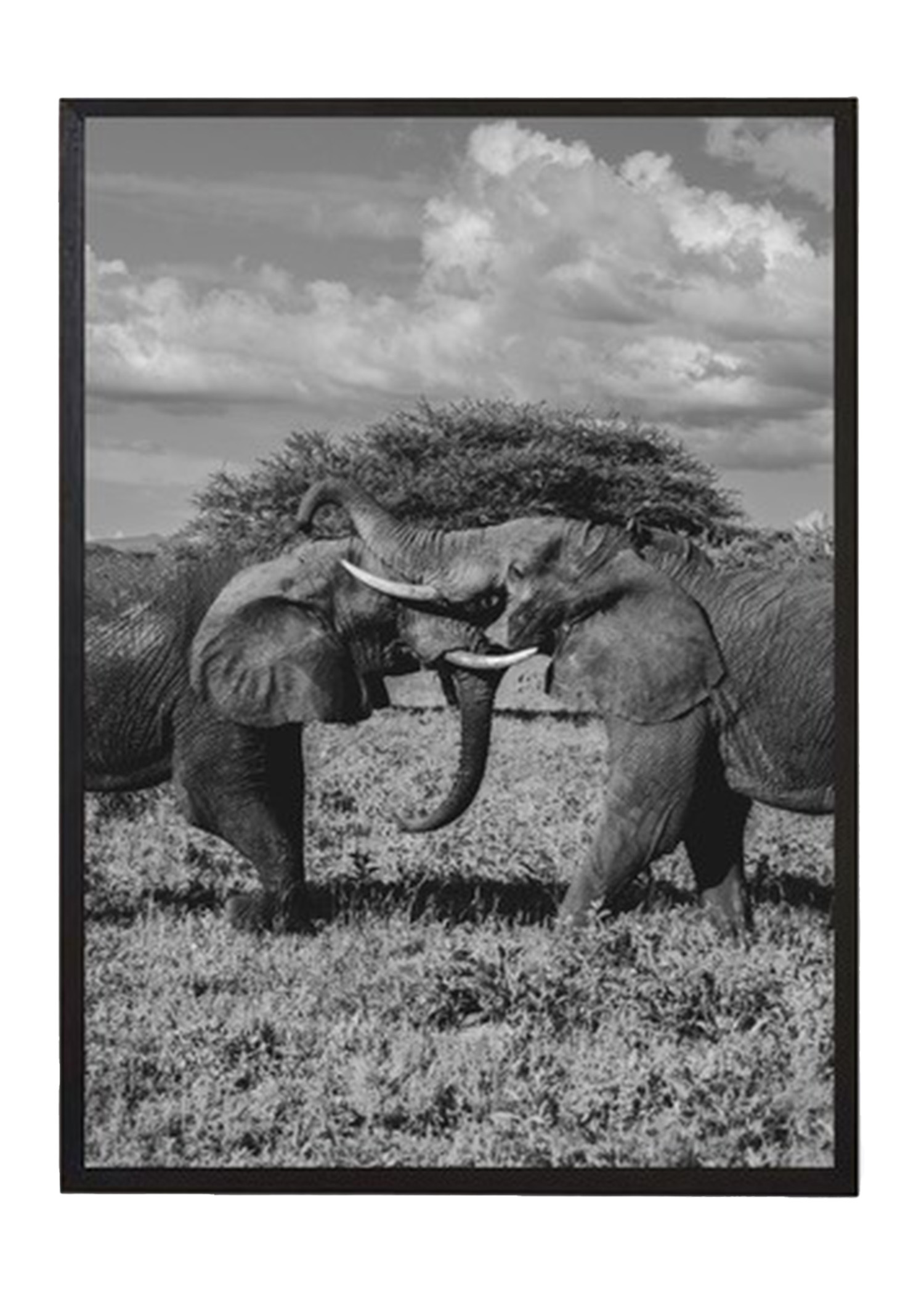 Elefantenposter 50x70 Image 0