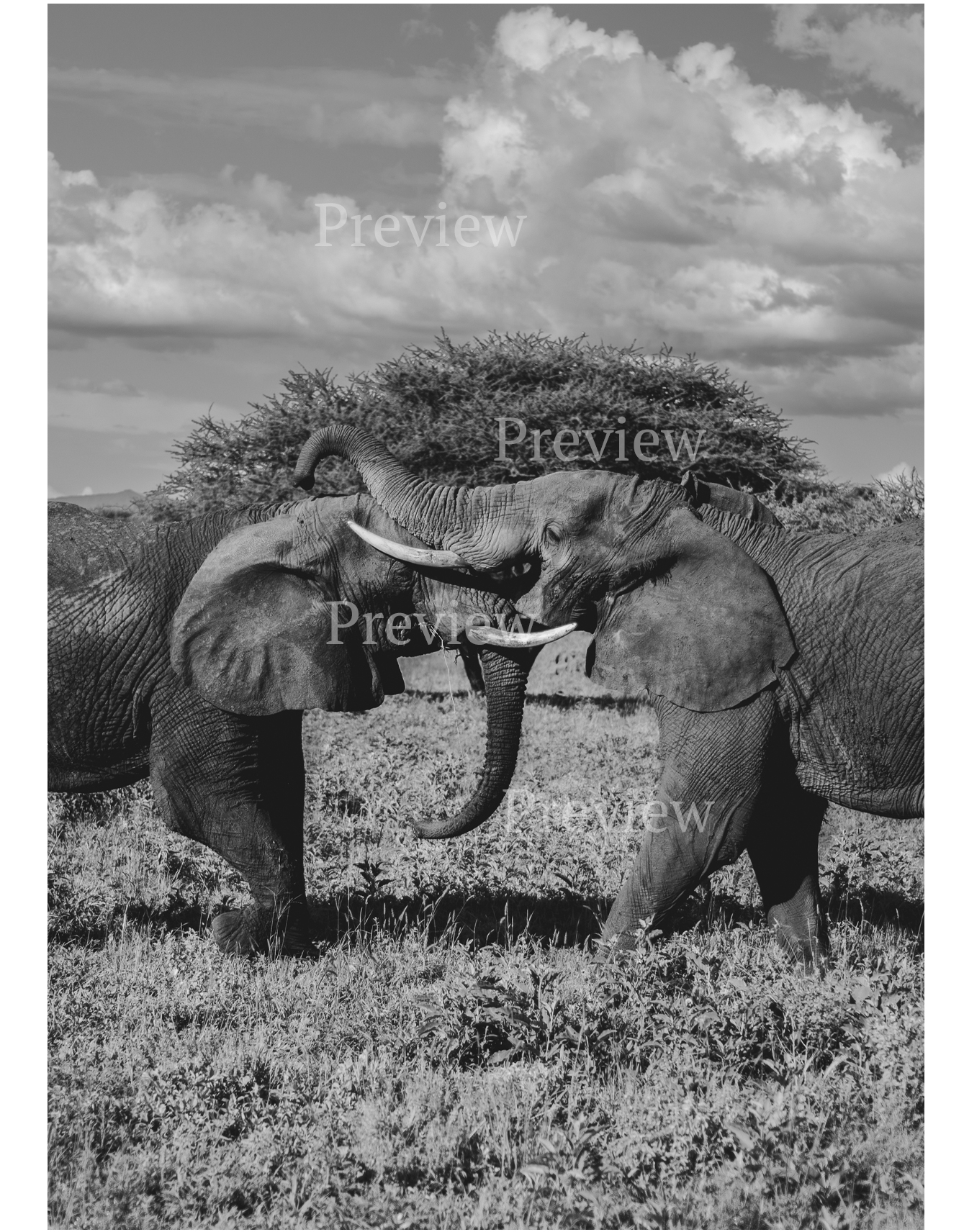 Elefanttijuliste 50x70 thumbnail 1