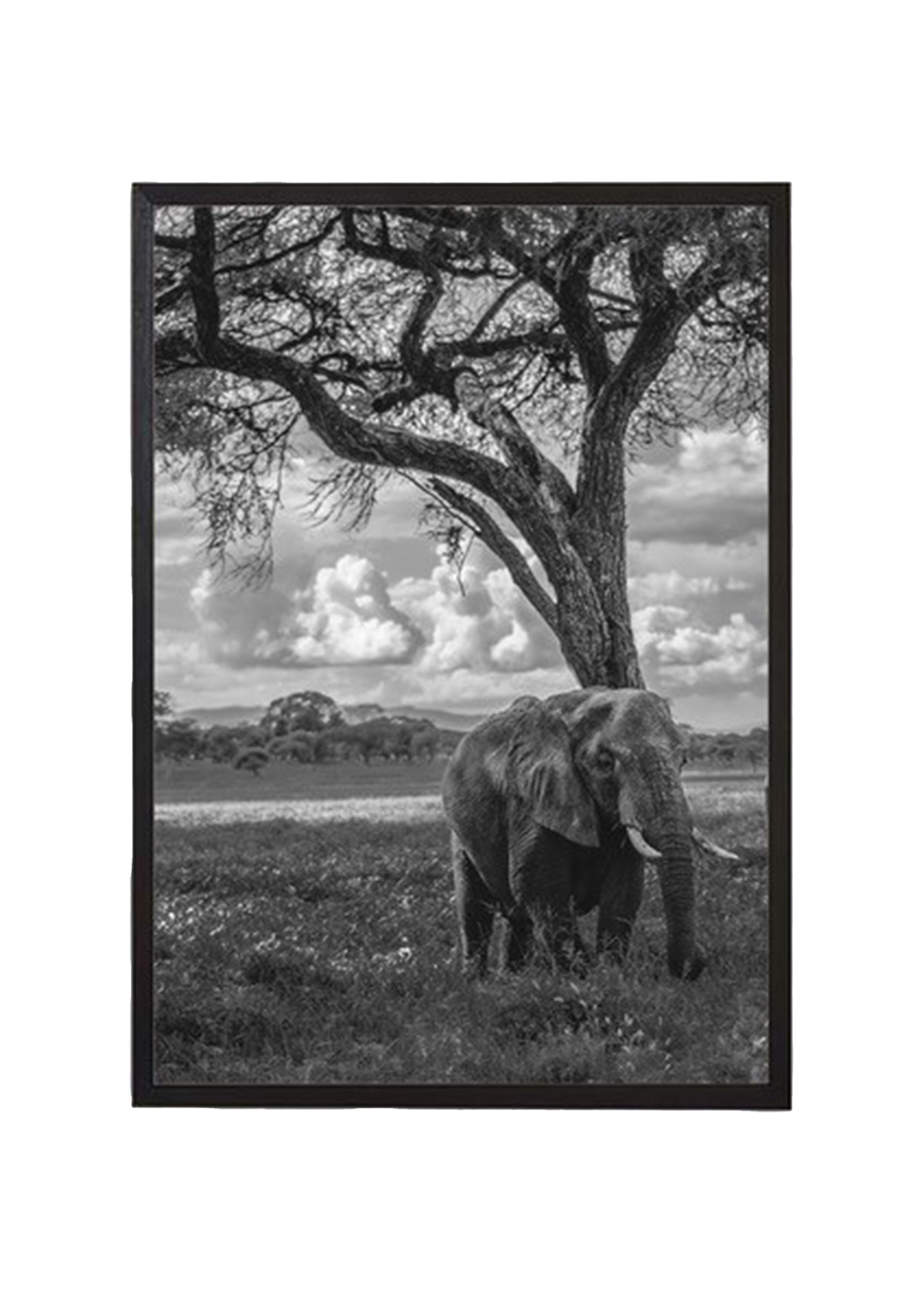 Elephant poster 21x30 Image 0