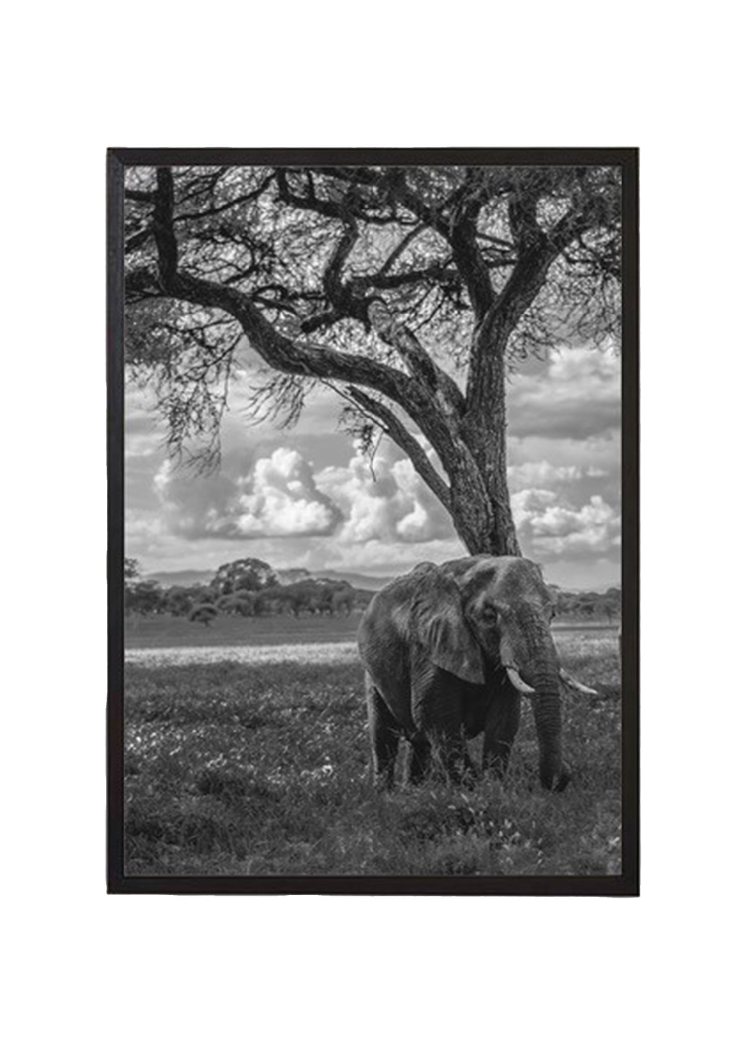 Elephant poster 21x30 thumbnail 0